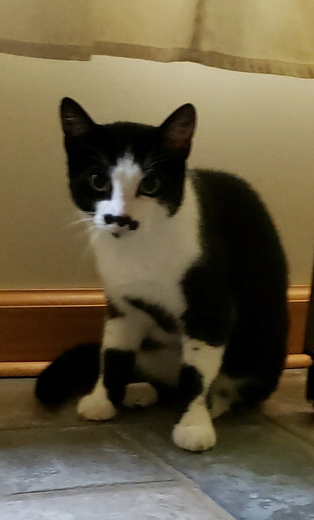 Chaplin Chaplin